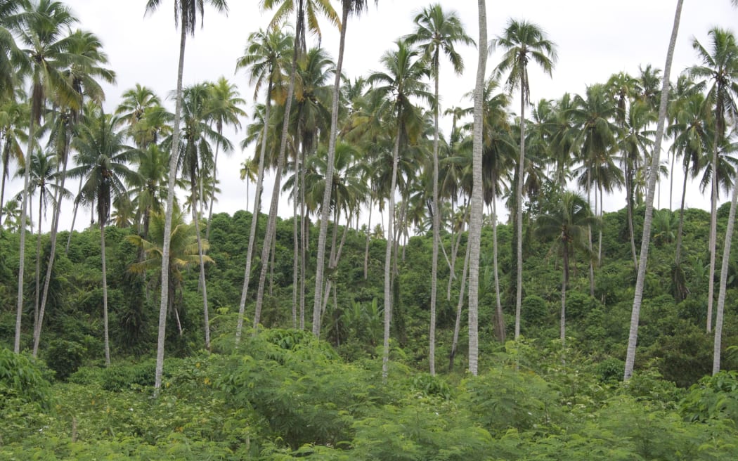 Trees and bush in Madang, Papua New Guinea.