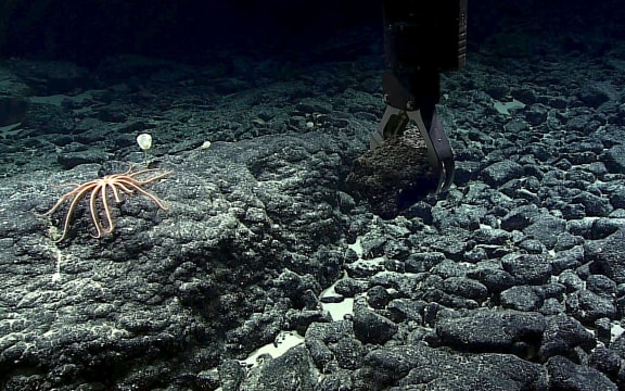 A manganese-crusted rock sample being grabbed from the Te Tukunga o Fakahotu dive site, just north of the Manihiki Plateau, near the Cook Islands.