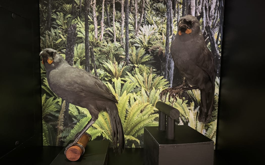A pair of South Island kōkako are among the collection at Tūhura Otago Museum. Kōkako are now thought to be extinct.