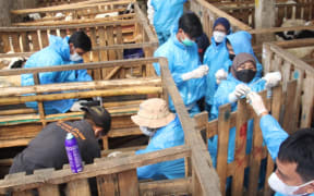 Health workers give vaccinations to livestock to prevent the spread of foot-and-mouth disease (FMD) in Bogor region, West Java, Indonesia on 6 July, 2022. Indonesia's agriculture ministry said the disease had been found in 18 of the country's 34 provinces.