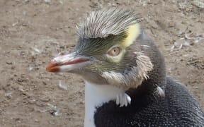 Yellow-eyed penguin that has nearly finished moulting