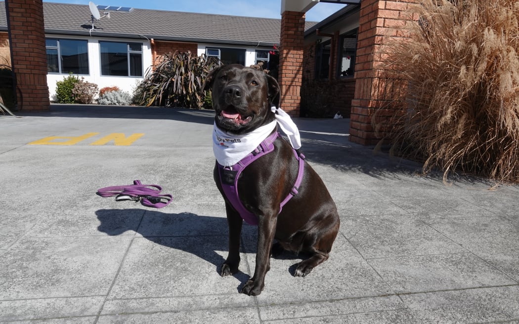 Cleo loves visiting Radius Hampton Court in Taradale, but the future of her visits is in doubt after moves by St John to cancel its dog therapy programme.