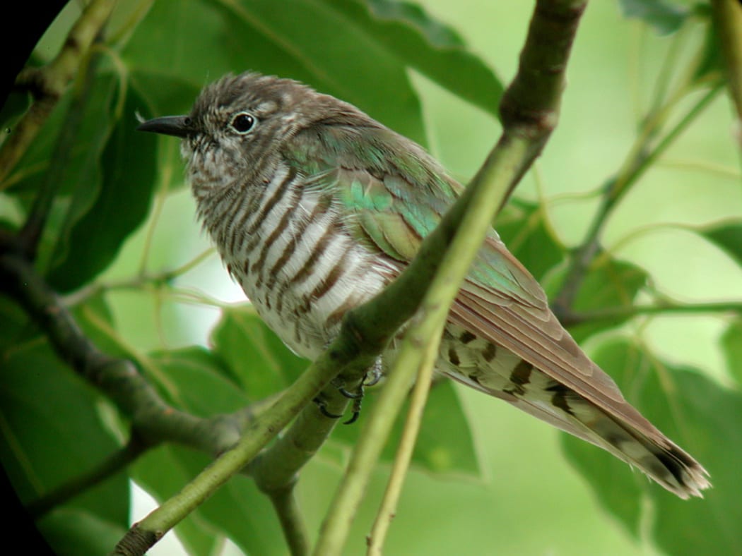 Shining Cuckoo