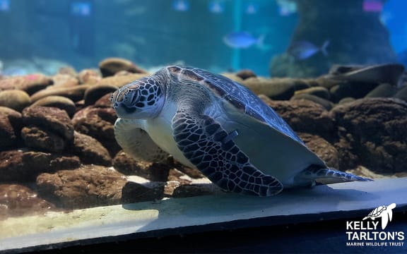 Smee the turtle at Kelly Tarltons.