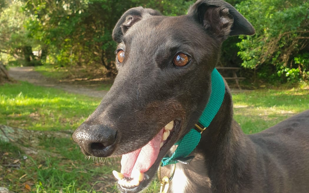 A close-up of a black greyhound with his mouth open so he looks like he's smiling. His ears are cocked and he is wearing a green collar. He has big brown eyes and a long nose. He is standing in a green area with lots of vegetation.
