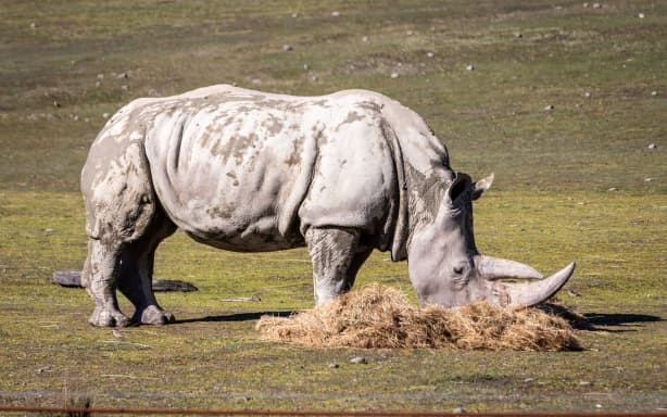 White Rhinoceros at Orana Park