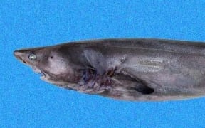 The prickly shark