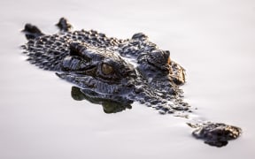 This picture taken on August 30, 2023 shows a crocodile swimming in a lagoon at Crocodylus Park located on the outskirts of the Northern Territory town of Darwin. Before government protection in the 1970s, an estimated 98 per cent of the wild saltwater crocodile population had disappeared in the Northern Territory, driven by leather demand and culling. Now, according to government figures, over 100,000 "salties", which can grow up to six metres long and weigh up to 1,000 kilograms (2,200 pounds), hunt along the coasts, rivers and wetlands of the continent's far north. (Photo by DAVID GRAY / AFP) / To go with AFP story 'AUSTRALIA-ANIMAL-CONSERVATION-TOURISM-FASHION' by ANDREW LEESON