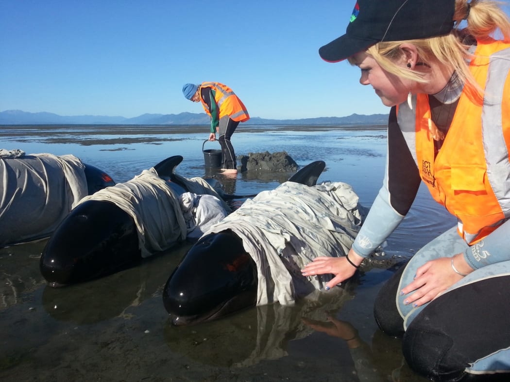 Volunteers care for stranded whales on Farewell Spit.