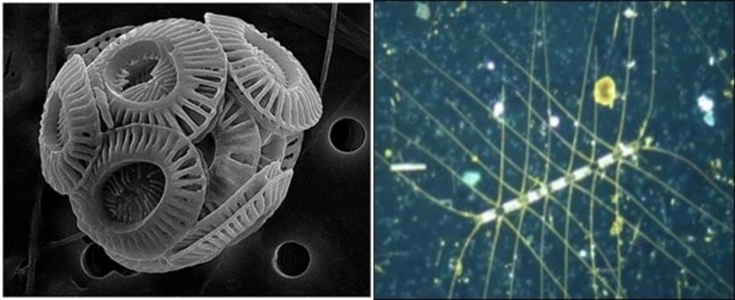 Coccolithophores, left, are an important phytoplankton group that use
carbonate to form their outer shell. This makes them vulnerable to
ocean acidification. Diatoms, on the left, are an important phytoplankton group in coastal waters but use silicate in their outer cell wall.