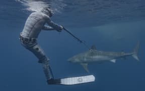 Riley free diving and tagging tiger shark