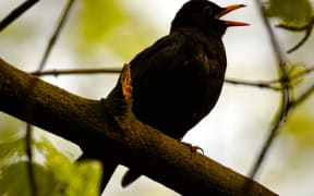 Blackbird singing