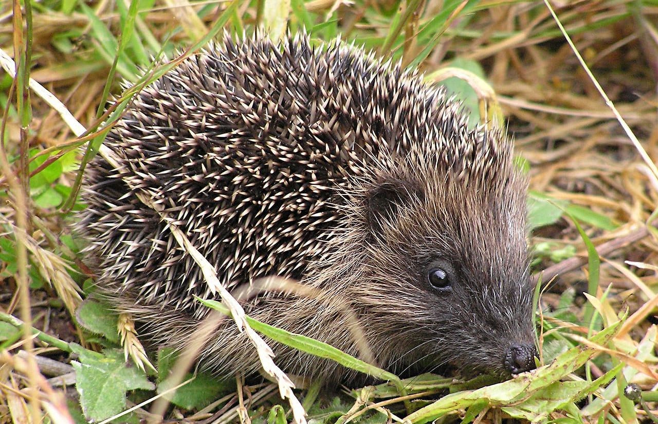 A hedgehog in Karori, Wellington