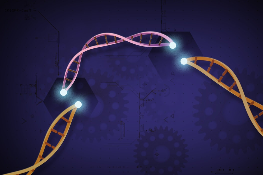 CRISPR-Cas9 is a customisable tool which lets scientists cut and insert small pieces of DNA at precise areas along a DNA strand. This allows for very specific study and modification of genes.