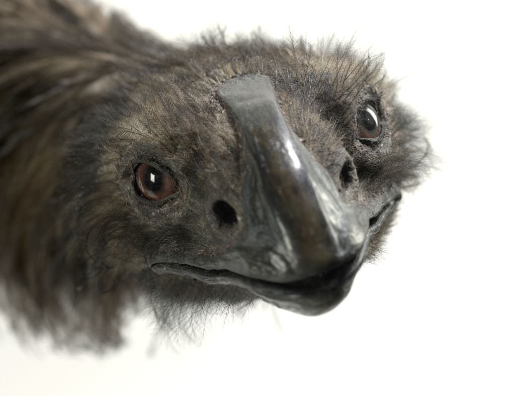 Coastal Moa specimen from Te Papa