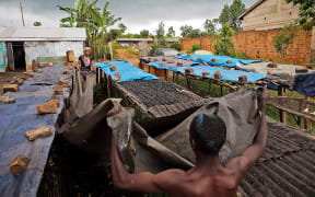 Workers cover biochar to dry in the sun before it is packed and distributed at the Eco Fuel Africa factory  in Lugazi on January 29, 2013.  The process produces a powder which can be used as an organic fertilizer or compressed for use as a bio fuel which burns longer than charcoal.
