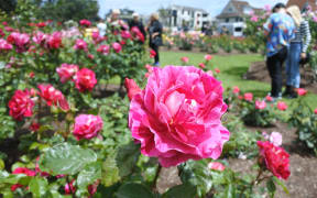 Close up of a pink rose in Parnell Rose Gardens in Auckland, New Zealand.