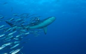 The Kermadec Islands has one of the world’s last unfished populations of Galapagos sharks