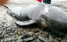 The single pilot whale is to be euthanised this afternoon.