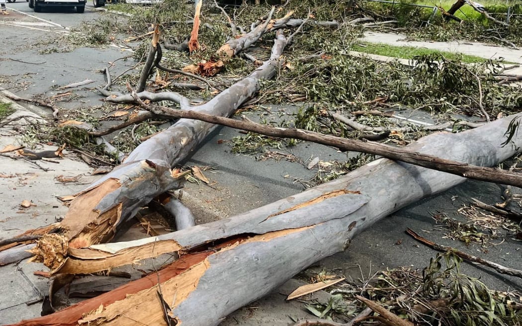 Downed trees seen in Oxenford in Gold Coast, Queensland, Australia, after severe storms.