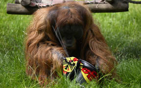 Orangutan oracle Walter places his tip ahead of the opening football match between Germany and Scotland of the UEFA Euro 2024 football Championship at the zoo of Dortmund, 2024.