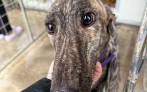 Greyhound