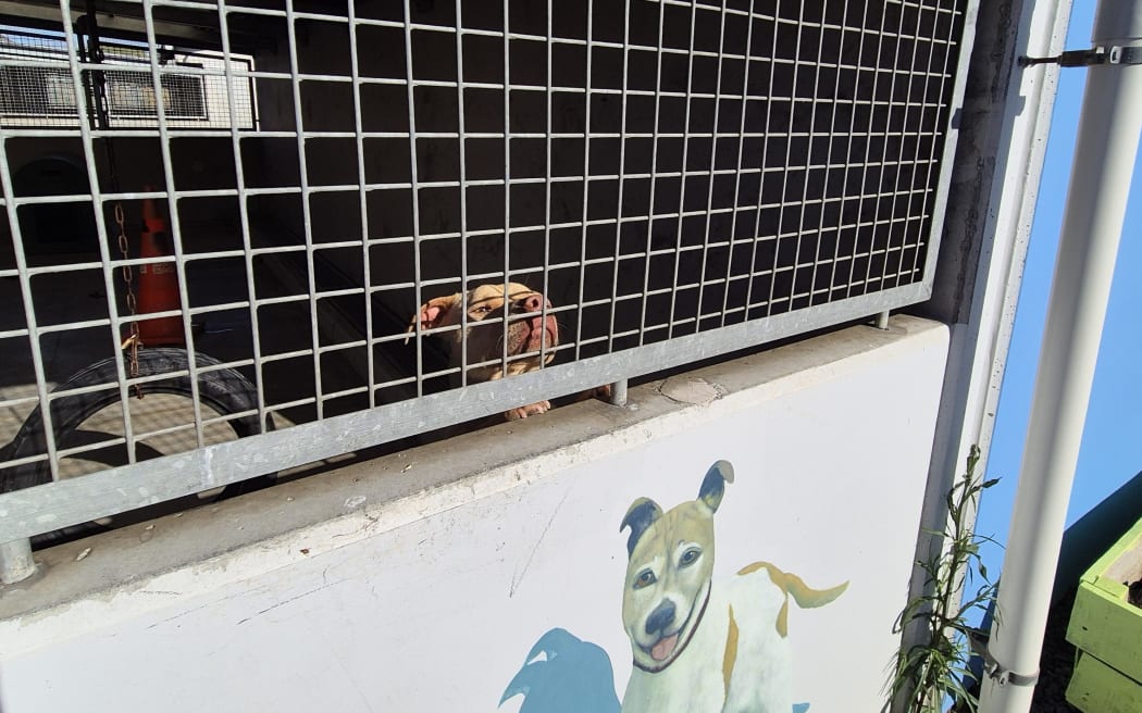 Animal management in South Auckland