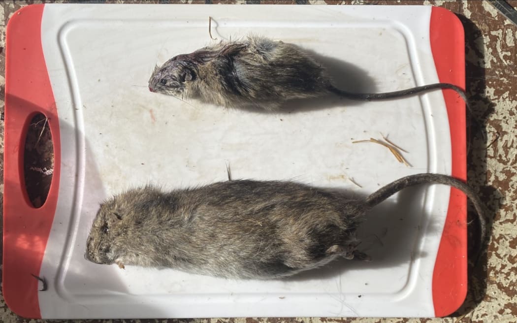 The biggest rat that has been caught so far on Waiheke island: a 400g Norway rat.