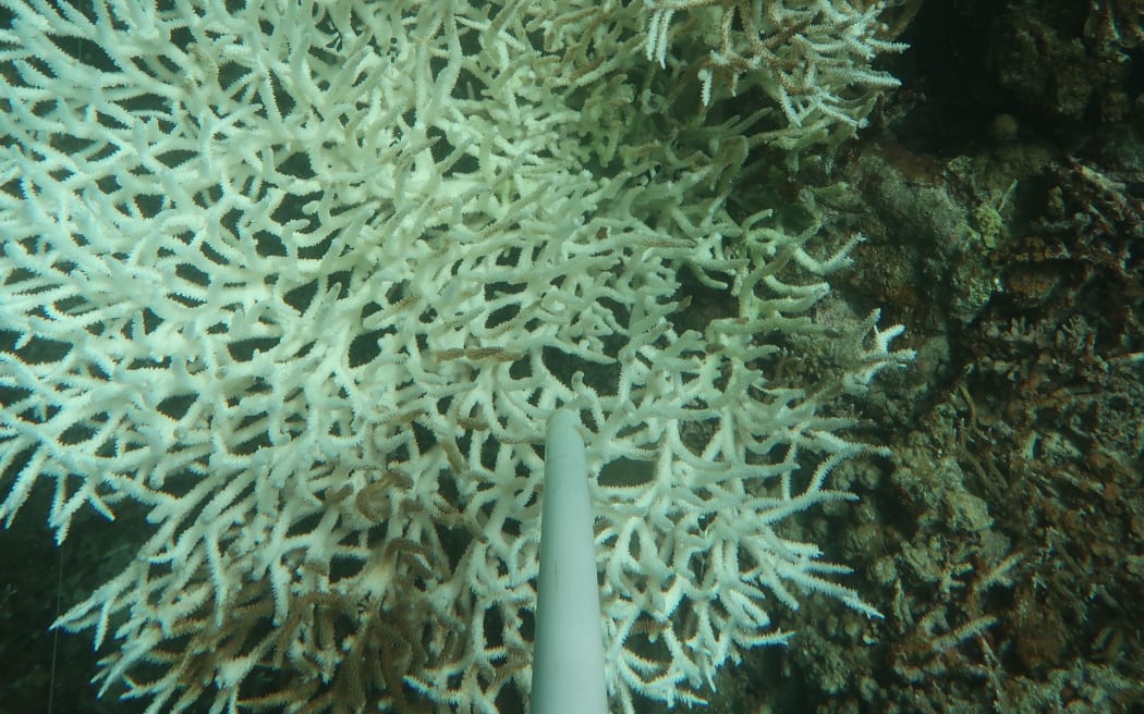 Bleached corals in Palau.