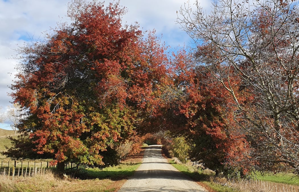 Autumn in Central Hawke's Bay