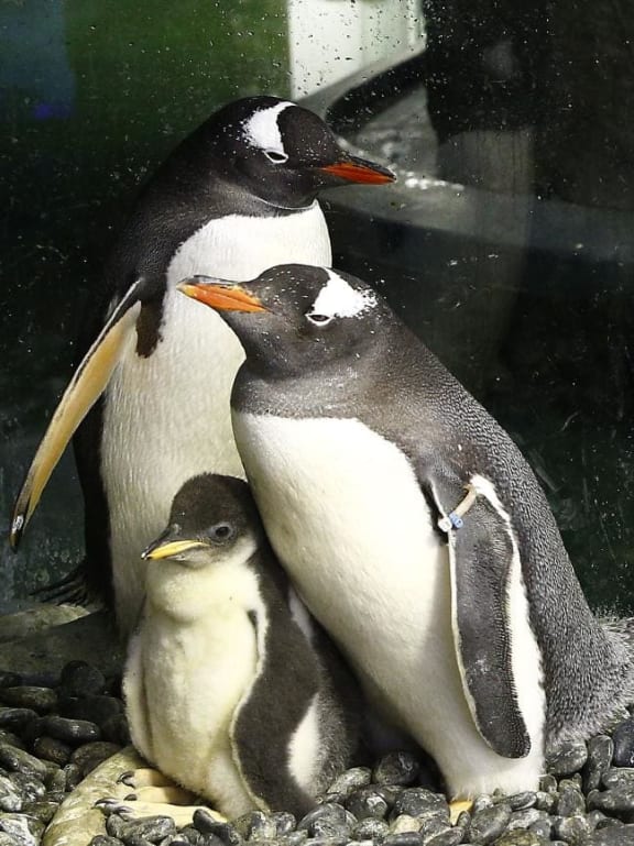 Magic and Sphen (right) with their first chick Sphengic, also known as Lara.