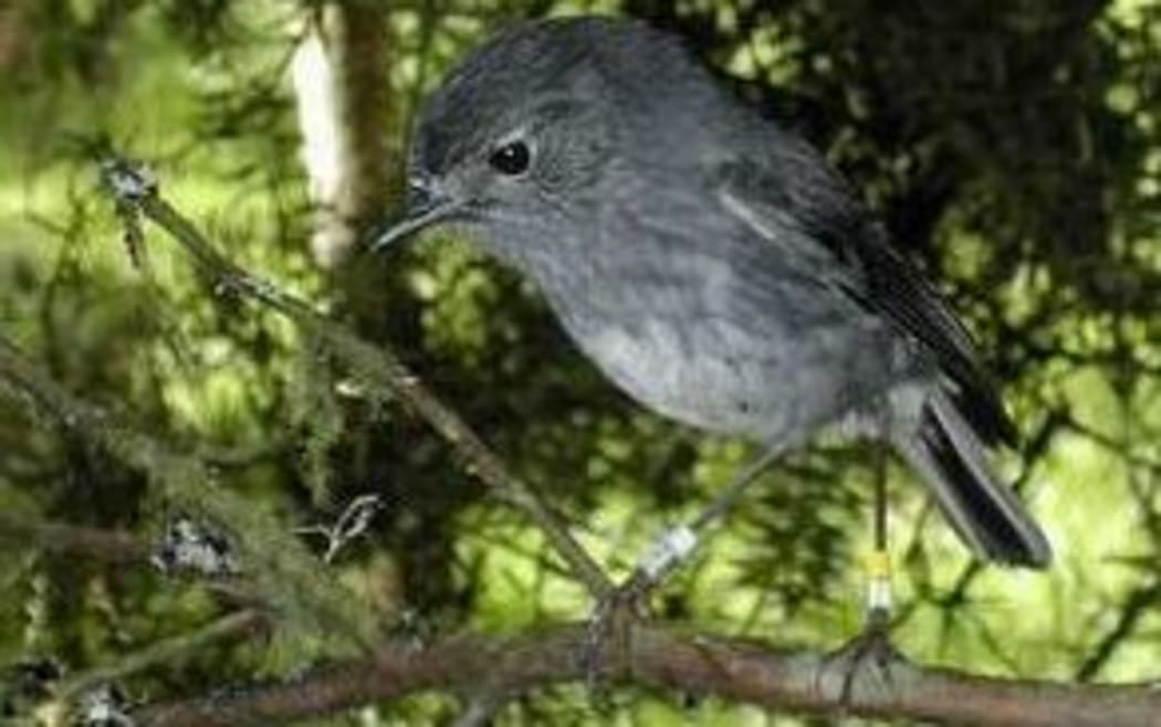 North Island robin.