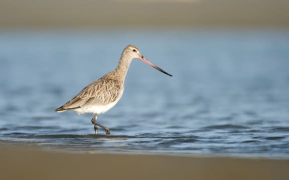 Bar-tailed godwit in Waituna