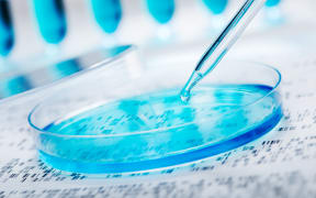 DNA sample being pipetted into petri dish with DNA gel in background