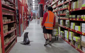 Would you mind showing me the way to the fishing section? A juvenile fur seal drops in Bunnings Warehouse in Whangārei during last year's "seal silly season". Photo: Supplied / Bunnings