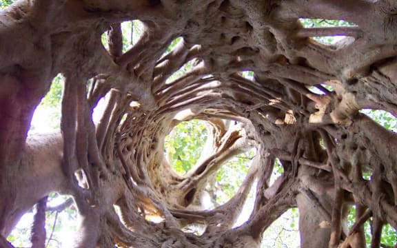 A strangler fig tree in Ghana