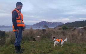 Conservation dog handler Sandy King with her rodent detector dog Gadget, at work on Whenua-Hou - Codfish Island. The wooden box contains a rat trap.