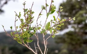 A branch on a Rātā moehau tree that has been damaged by possums