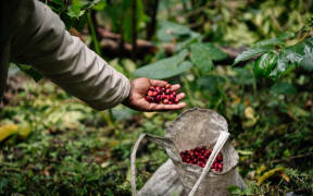 Harvesting of coffee cherry - Eastern Highlands, PNG