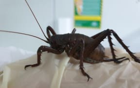Mahoenui giant wētā