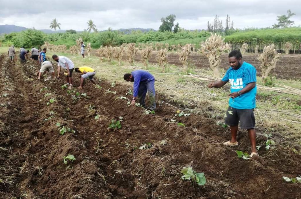 Vanuatu looks to agriculture to help diversify economy RNZ News