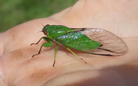 The April green cicada (Kikihia ochrina) has a very high-pitched call that children can hear, but most adults can't.