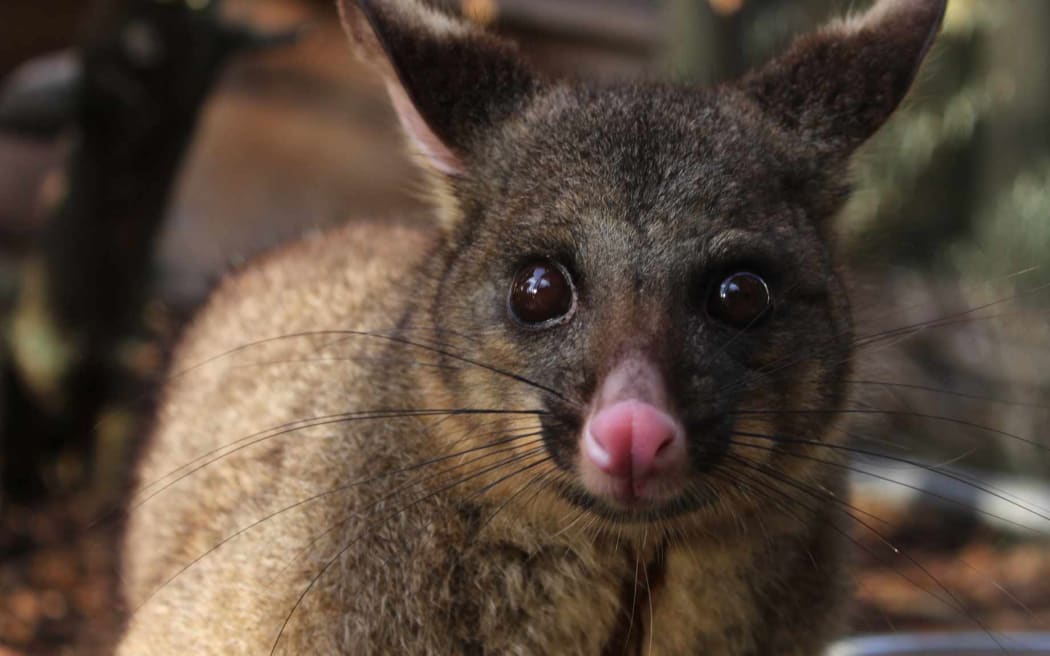 Fanta the pet possum