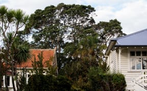 Auckland Council admitted human error likely resulted in the pohutukawa being left off the list.