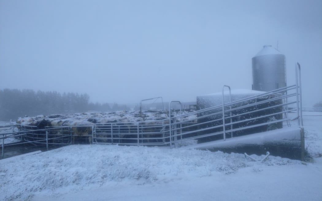 Cows on Southland farm - Bruce Eade's dairy farm in Tapanui near Gore