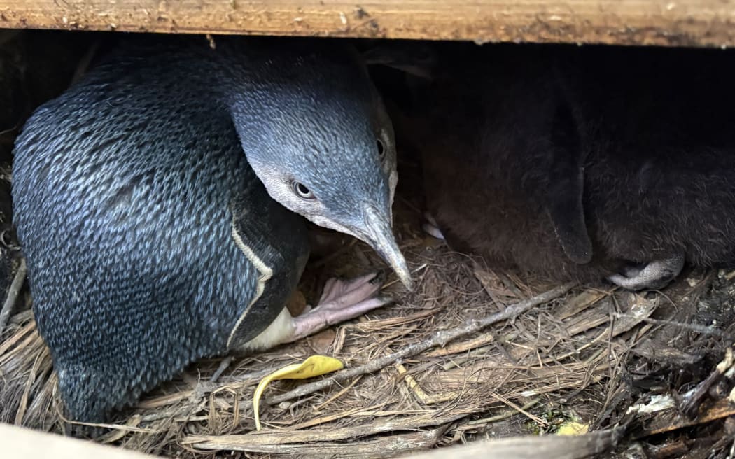 Little  penguin nesting under floorboards