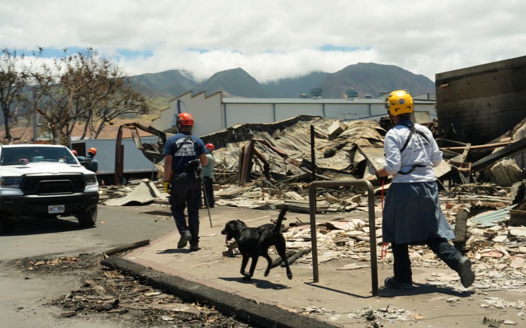 FEMA Responders with search dogs in Lahaina