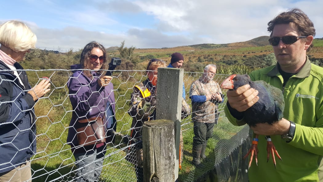 Takahe ranger Glen Greaves catching a young takahe, watched on by family members of the 1948 rediscovery party.