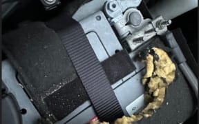 A photo from a Wellington car owner showing damage done by rats under the bonnet.