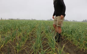 Stu Wright standing in a garlic crop on his Canterbury farm